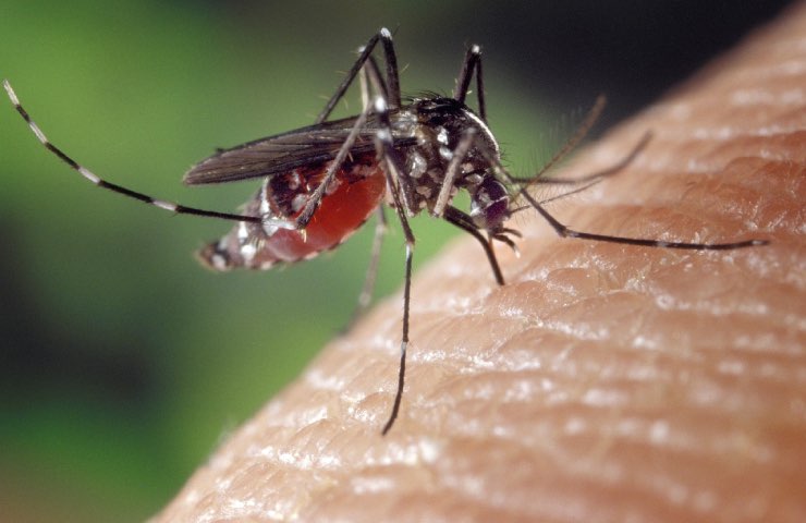 L'immagine di una zanzara